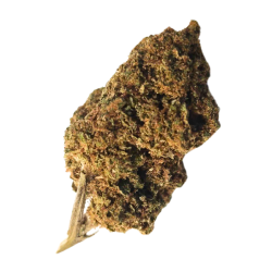 BZ Tonic 2024 CBD