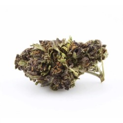 Purple Runtz CBD